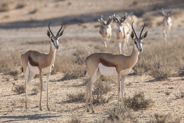 Springbok (Antidorcas marsupialis)