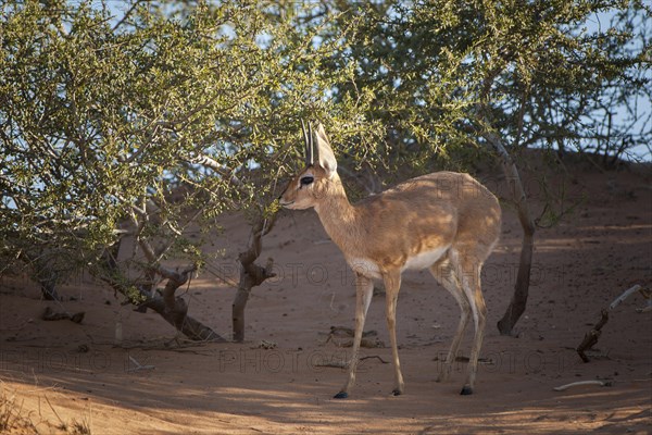 Steenbok (Raphicerus campestris) in bushes