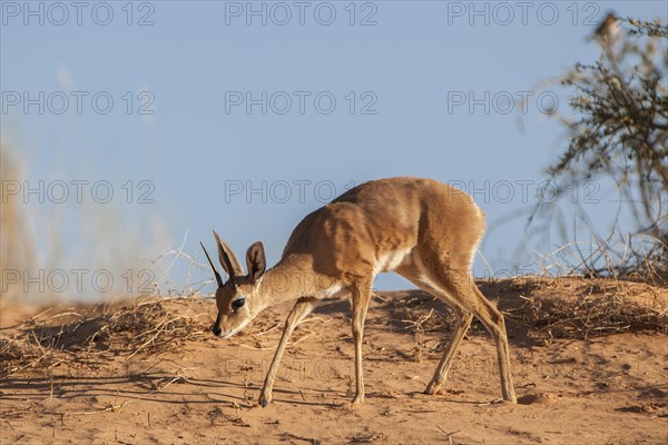 Steenbok (Raphicerus campestris) walks