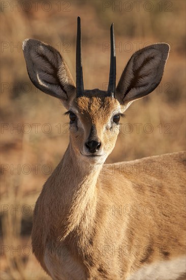 Steenbok (Raphicerus campestris)