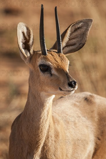 Steenbok (Raphicerus campestris)