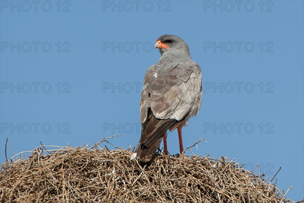 Pale chanting goshawk (Melierax canorus) sitting on sociable weaver nest