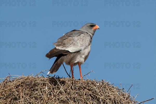 Pale chanting goshawk (Melierax canorus) sitting on sociable weaver nest