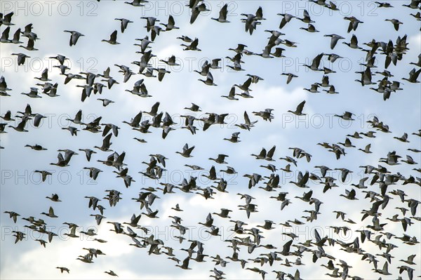 Flock of ducks and geese flying