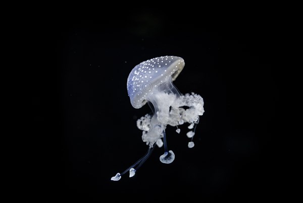 White-spotted Jellyfish (Phyllorhiza punctata)