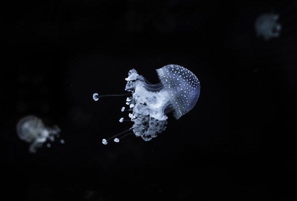 White-spotted Jellyfish (Phyllorhiza punctata)