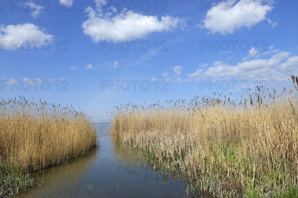 Lakeshore between Podersdorf and Weiden am See