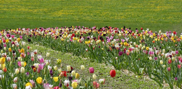 Tulip field