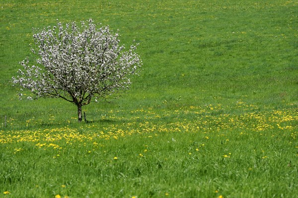 Lone flowering fruit tree on dandelion meadow