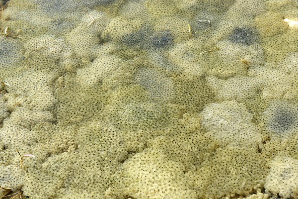 Puddle of water full of spawn