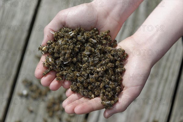 Dead bees in the hands of a beekeeper