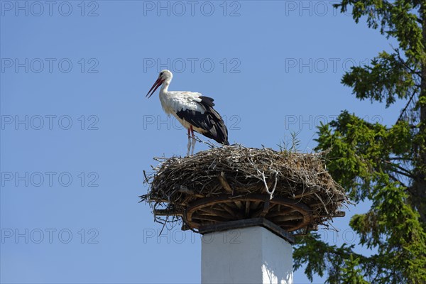 Stork's nest on chimney