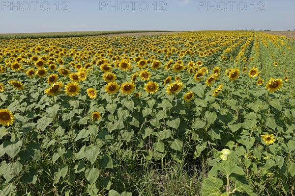 Sunflower field