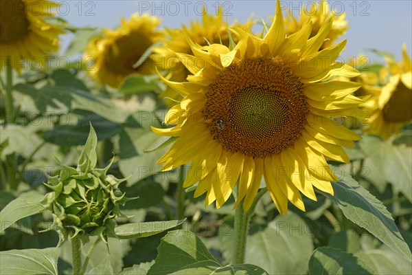 Sunflower field