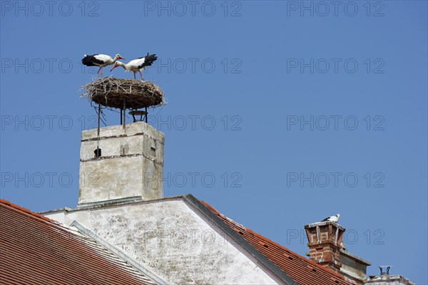 Stork on a chimney