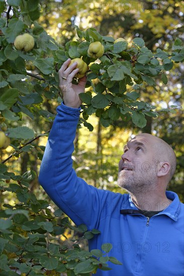 Man picking quince (Cydonia oblonga) from tree