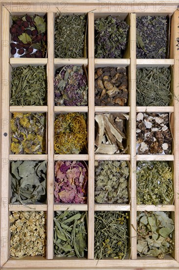 Collection of dried herbs and medicinal plants