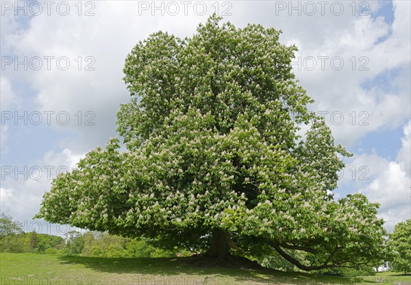 Flowering old (Aesculus hippocastanum)