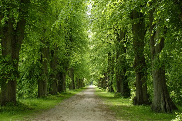 Old Linden trees in the palace garden