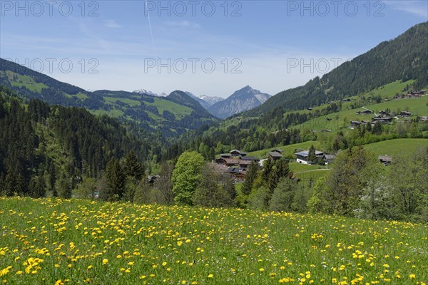 Spring meadows near Alpbach in Alpbach valley