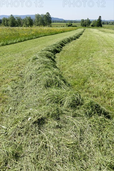 Haymaking