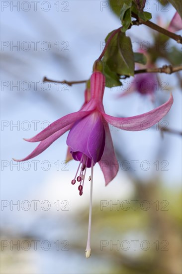 Fuchsia (Fuchsia)