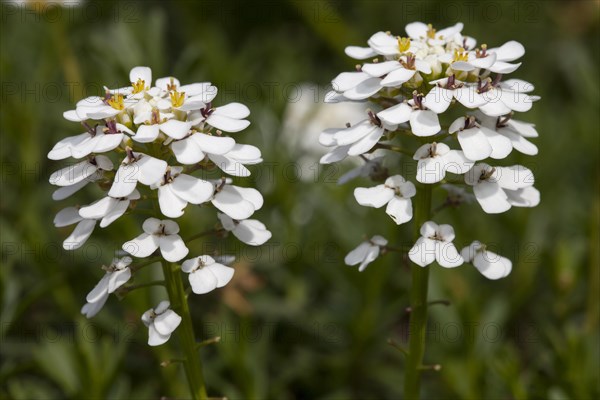 Evergreen candytuft (Iberis sempervirens)