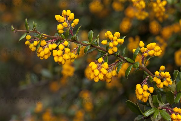 Darwin's barberry (Berberis darwinii)