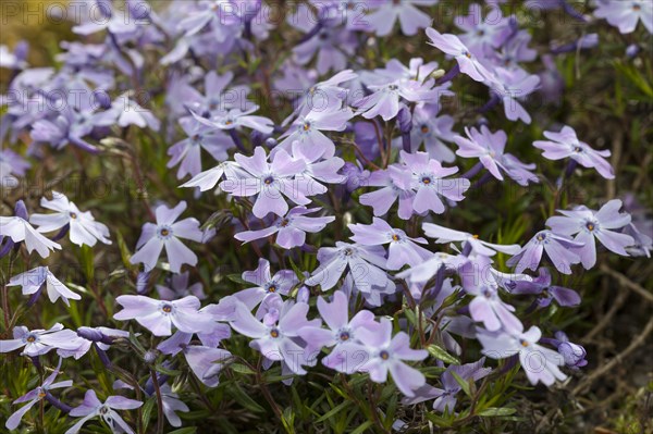 Creeping phlox