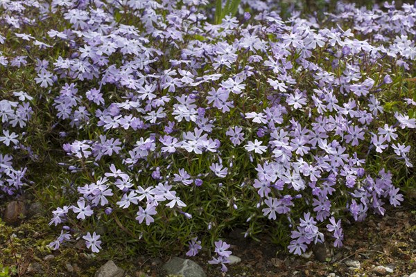 Creeping phlox