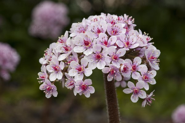 Indian rhubarb (Darmera peltata)