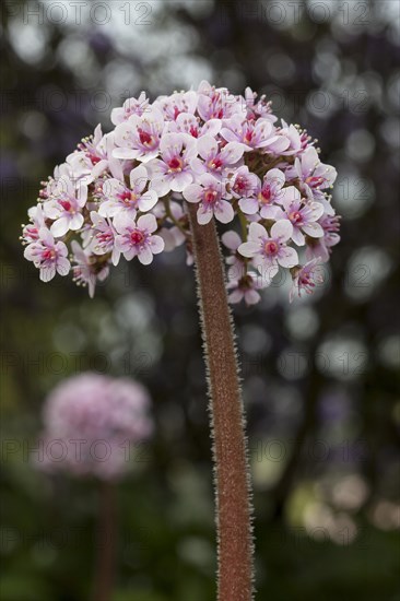 Indian rhubarb (Darmera peltata)