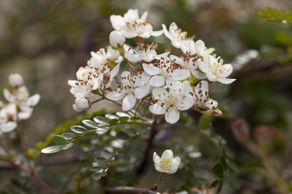 Fern-Leaf Box (Osteomeles subrotunda)