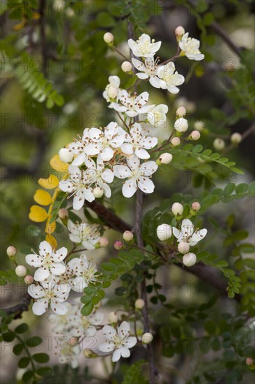 Fern-Leaf Box (Osteomeles subrotunda)