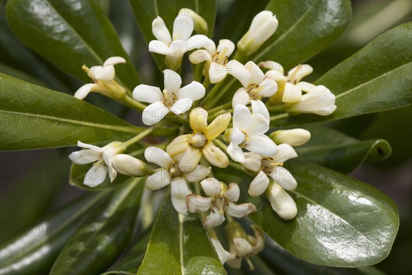 Japanese pittosporum