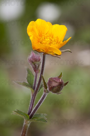 Avens (Geum)