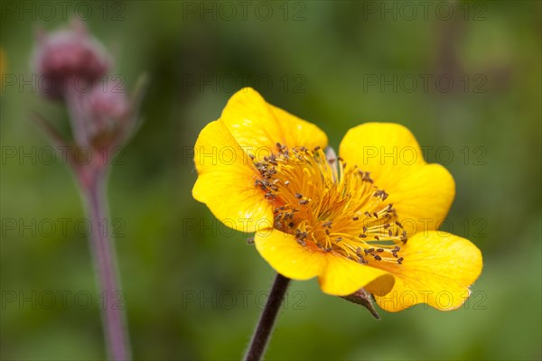 Avens (Geum)