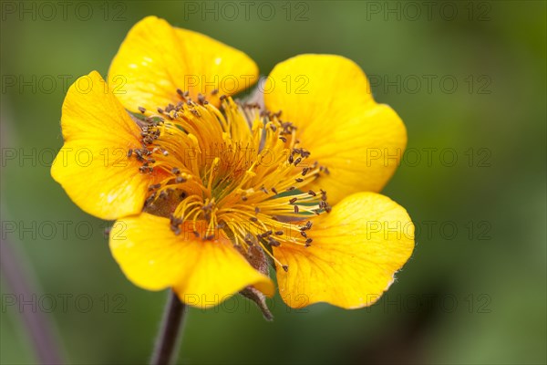 Avens (Geum)