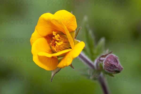 Avens (Geum)