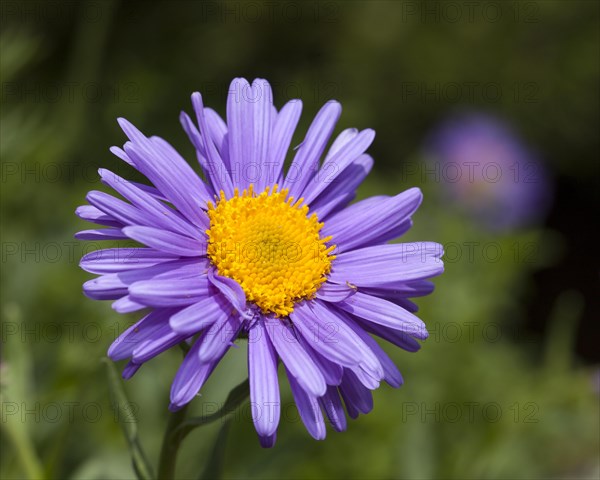 Alpine Aster (Aster alpinus)