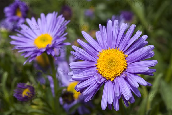 Alpine Aster (Aster alpinus)