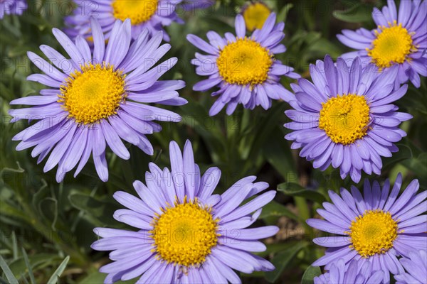 Alpine Aster (Aster alpinus)