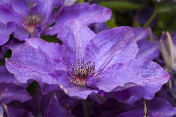 Clematis (Clematis) flower