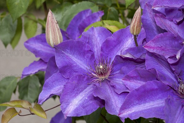 Clematis (Clematis) flower