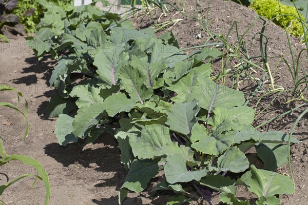 Kohlrabi (Brassica oleracea var. Gongylodes)