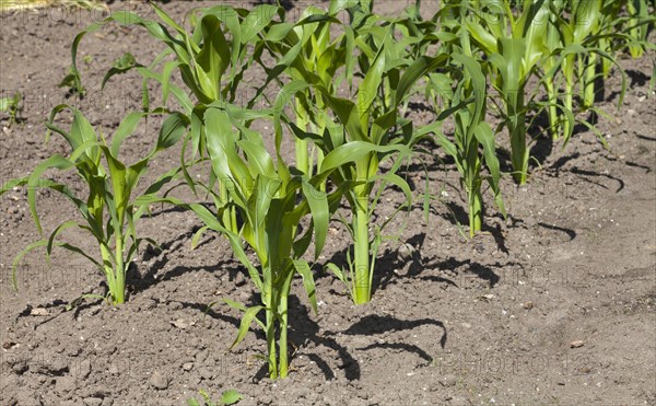 Maize (Zea mays) stalks