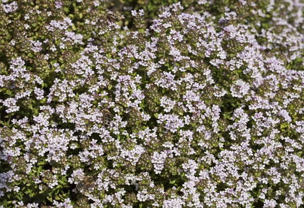 Flowering thyme (Thymus vulgaris)