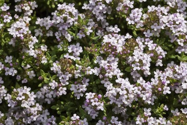 Flowering thyme (Thymus vulgaris)