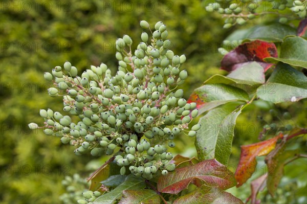 Oregon grape (Mahonia aquifolium)