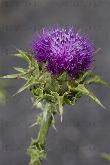 Milk thistle (Silybum marianum)